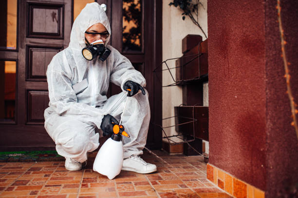 Attic and Crawl Space Rodent Treatment in Larkfield-Wikiup