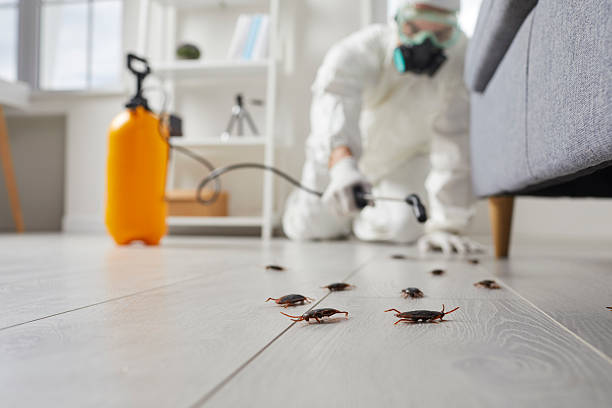 Commercial Rodent Management in Larkfield-Wikiup